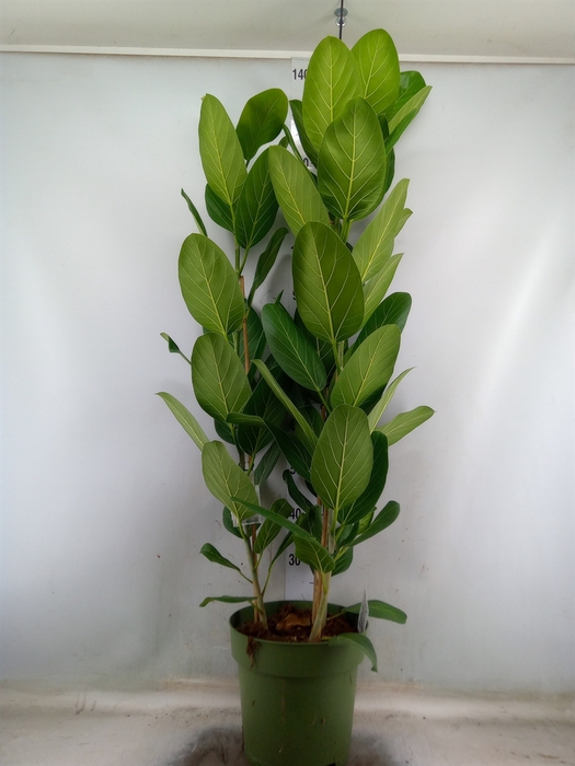 <h4>Ficus benghalensis 'Audrey'</h4>