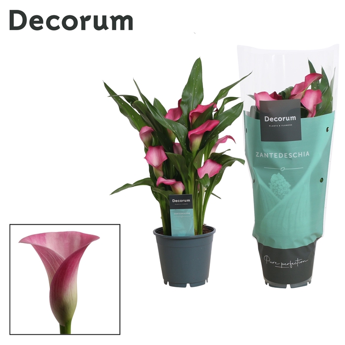 Zantedeschia Roze (Decorum)