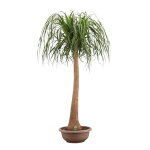 Nolina recurvata