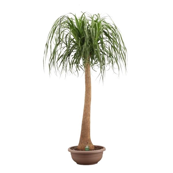 <h4>Nolina recurvata</h4>