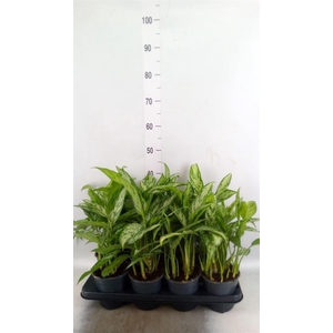 Aglaonema  'Silver Queen Compact'
