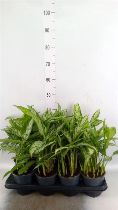 <h4>Aglaonema  'Silver Queen Compact'</h4>