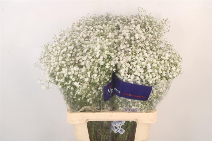 <h4>Gyps Pa Xlence Ex</h4>