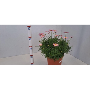 ARG ROSA P23