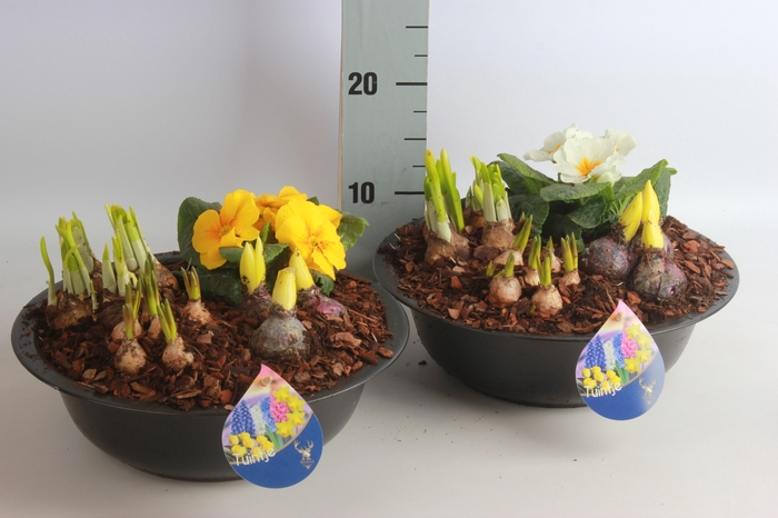 <h4>ARR BOL KNOLGEWAS</h4>