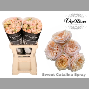 R TR SWEET CATALINA+