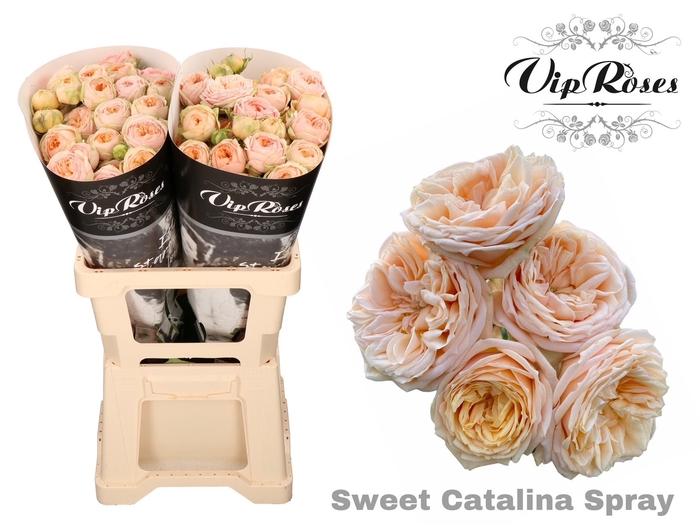 <h4>R Tr Sweet Catalina+</h4>