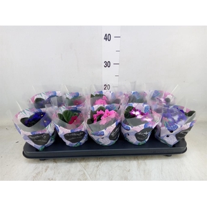 Saintpaulia   ...mix