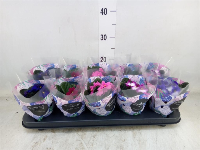 <h4>Saintpaulia   ...mix</h4>