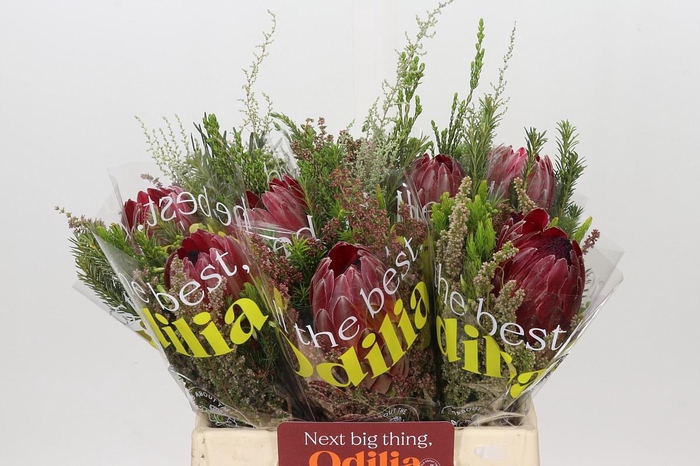 <h4>BQ Protea Sharon SFB</h4>