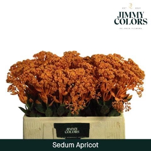 Sedum L55 Apricot