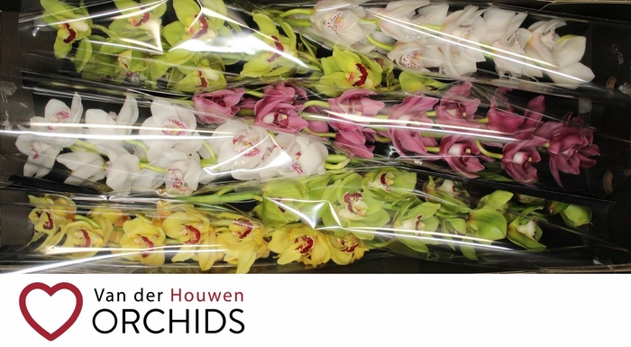 <h4>80 cm gemengd</h4>