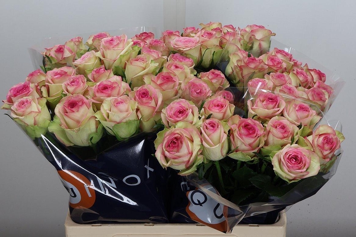 <h4>R Gr Bloosz</h4>