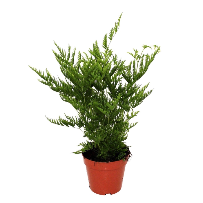 <h4>Pteris Straminea (Naaldvaren)</h4>