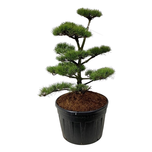 <h4>Pinus contorta</h4>