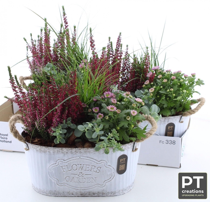 <h4>ARR TUINPLANTEN</h4>