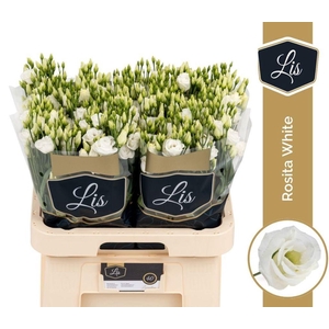 Lisianthus do rosita white