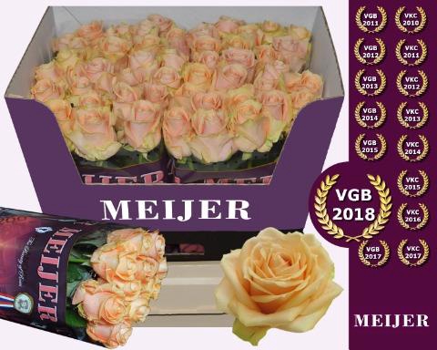 Rosa GR 'Sweet Avalanche'