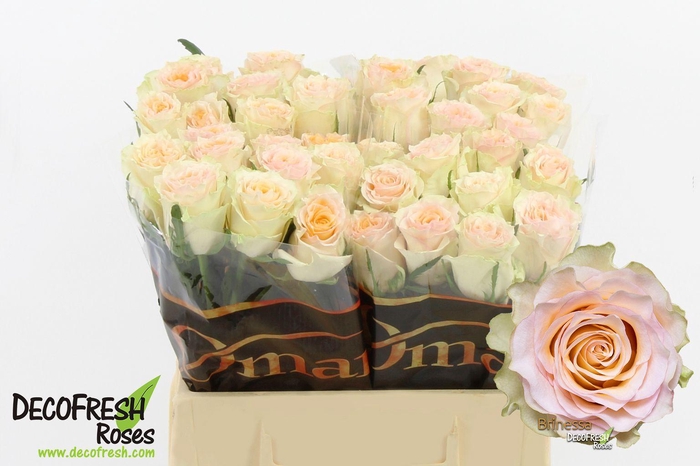 <h4>R Gr Brinessa</h4>