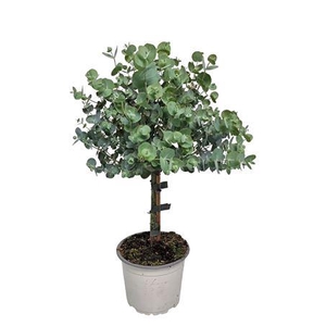 Eucalyptus Cinerea Silver Stem