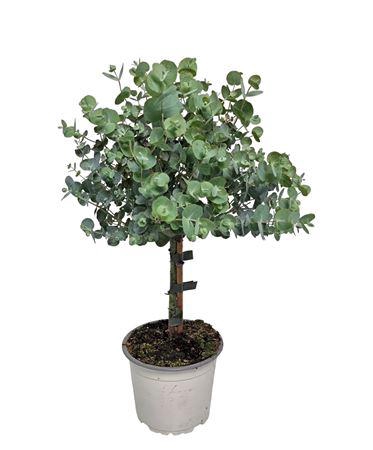 <h4>Eucalyptus Cinerea Silver Stem</h4>