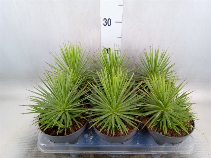 <h4>Agave stricta 'Nana'</h4>