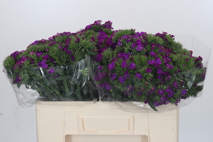 <h4>Dianthus Br Amazon Neon Purple</h4>