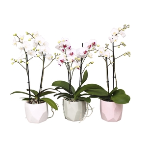 Phal. Multiflora 2-tak wit in keramiek BGC734 Vlakkenpot mix