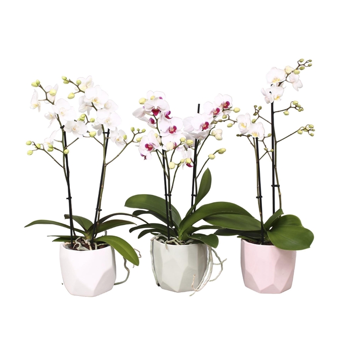 <h4>Phal. Multiflora 2-tak wit in keramiek BGC734 Vlakkenpot mix</h4>