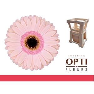Gerbera Alliance
