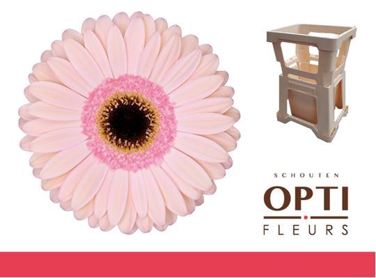<h4>Gerbera Alliance</h4>