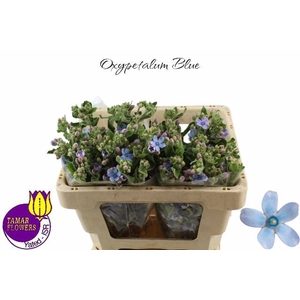 OXY CO TAN PURE BLU