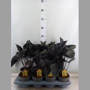 Alocasia   ...