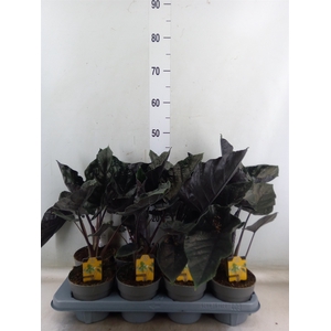 Alocasia   ...