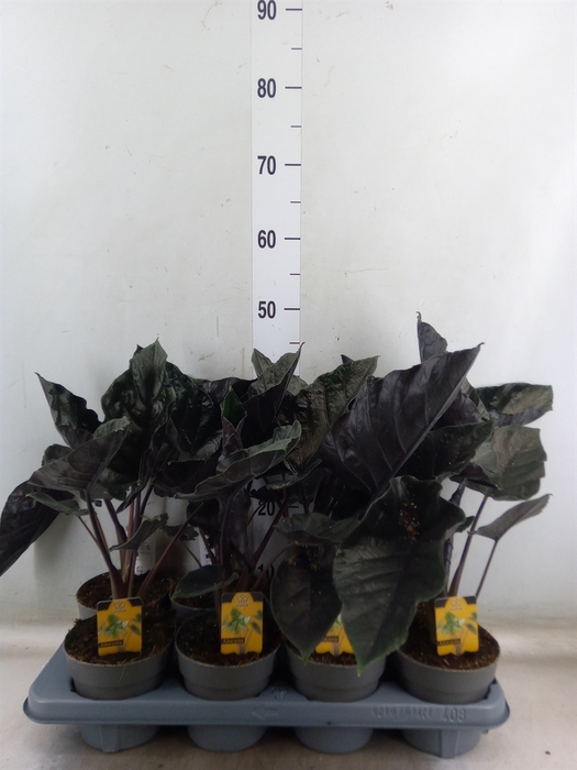 <h4>Alocasia   ...</h4>