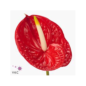 Anthurium tropical