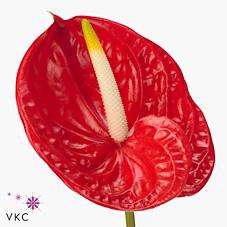 <h4>Anthurium tropical</h4>