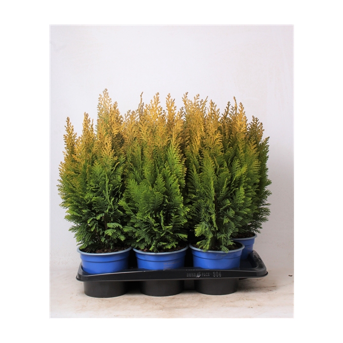 <h4>Chamaecyparis lawsoniana 'Ellwood's Empire'</h4>