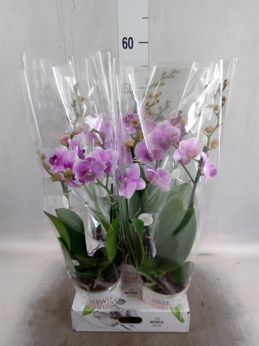 <h4>Phalaenopsis   ...rose</h4>