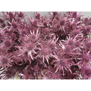 Eryng Orion Met Rood / Glit L6