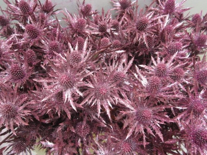 <h4>Eryng Orion Met Rood / Glit L6</h4>