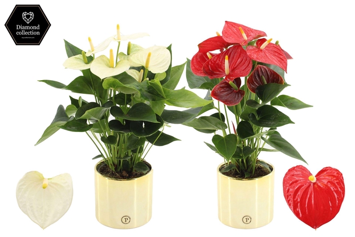 <h4>Anthurium   ...mix</h4>