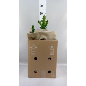 Euphorbia   ...