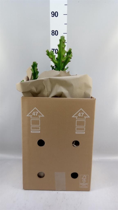 <h4>Euphorbia   ...</h4>