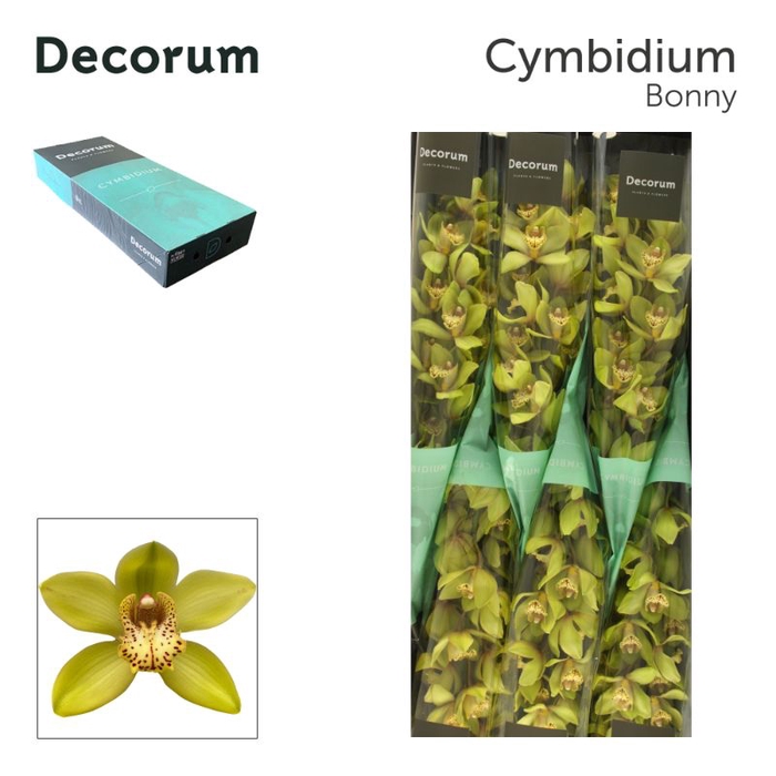 <h4>Cymbidium Bonny 80 cm Super Koningshof</h4>