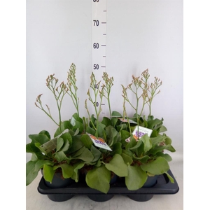 Limonium 'Salt Lake'