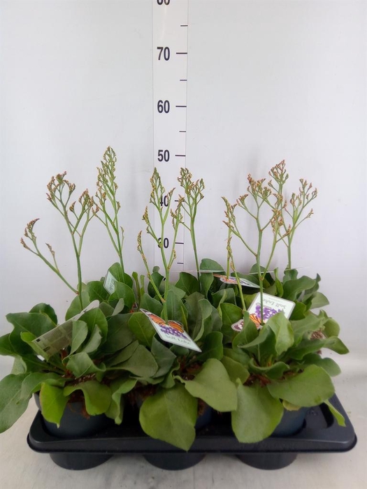 <h4>Limonium  'Salt Lake'</h4>