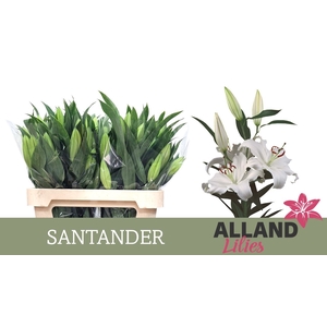 LI OR SANTANDER