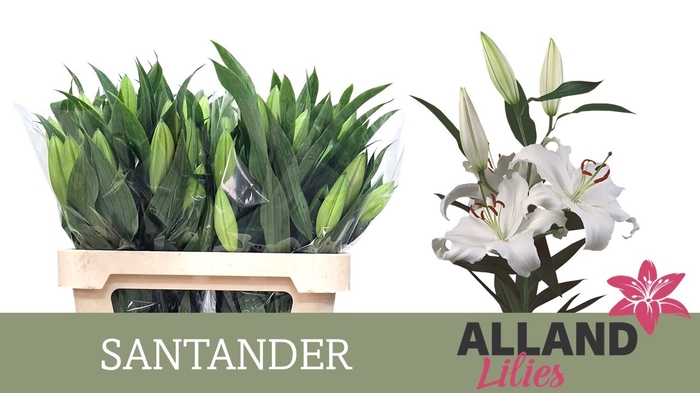 <h4>LI OR SANTANDER</h4>