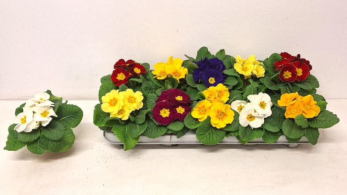 <h4>PRIM AC PARADISO GEM</h4>